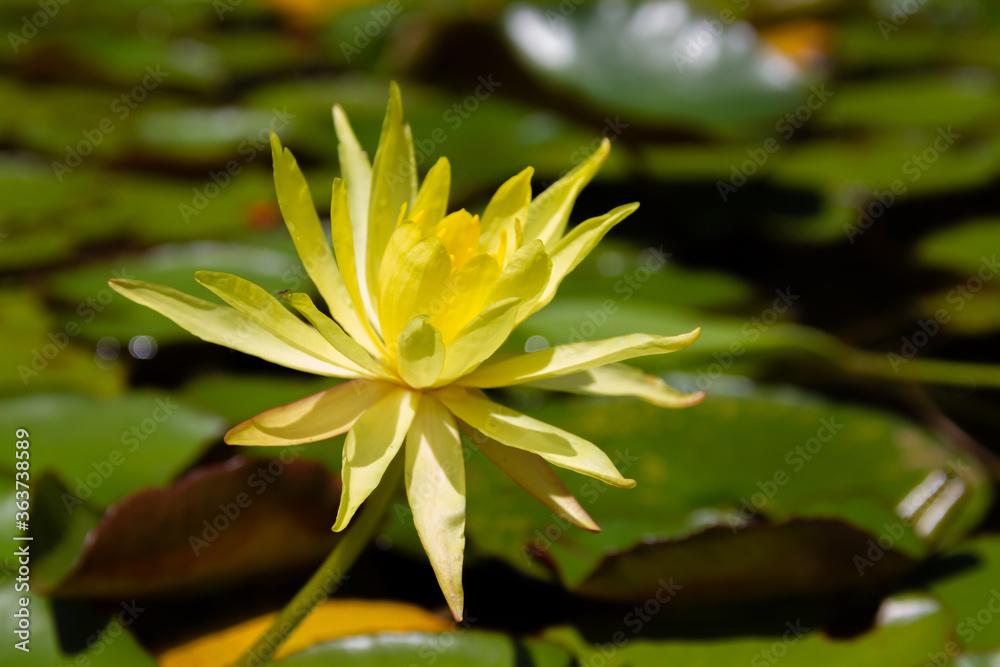 Water lily in Botanical Garden Thays in Buenos Aires,. Water lily in Botanical Garden Thays in Buenos Aires,.