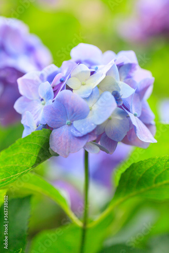 blue hydrangea flowers