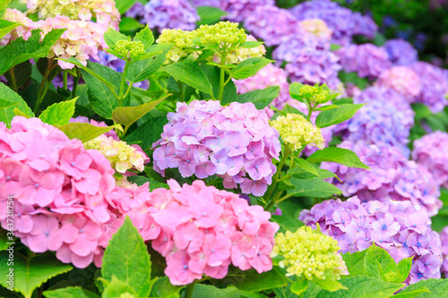 pink hydrangea flowers