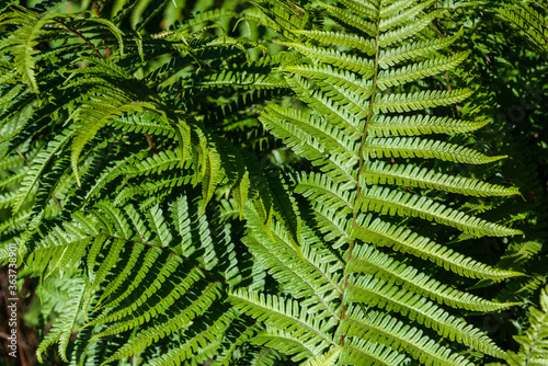 Closeup of ferns growing on a sunny day, as a nature background
