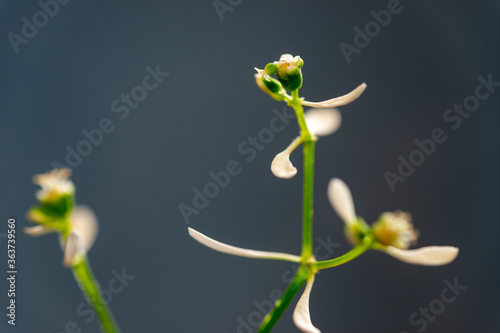 Flower of Euphorbia 'Diamond Frost' (Euphorbia hypericifolia) in Japan