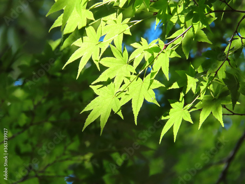 Fresh green japanese momiji01
新緑のもみじ01