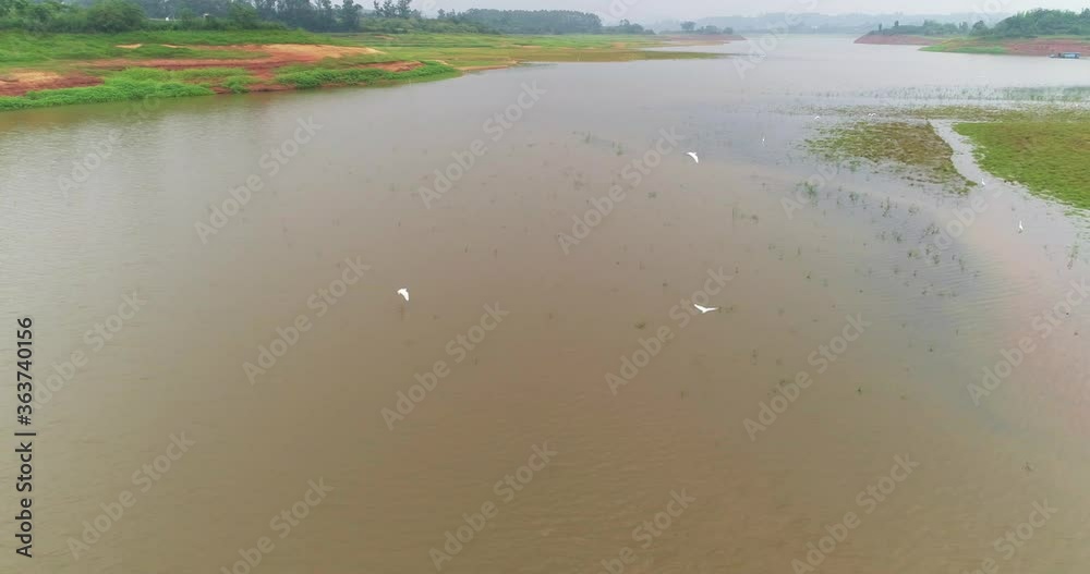 Aerial view of flock of egret water birds flying above the wetland lake in Sichuan China 4k aerial landscape footage Aerial view of flock of egret water birds flying above the wetland lake in Sichuan China 4k aerial landscape footage