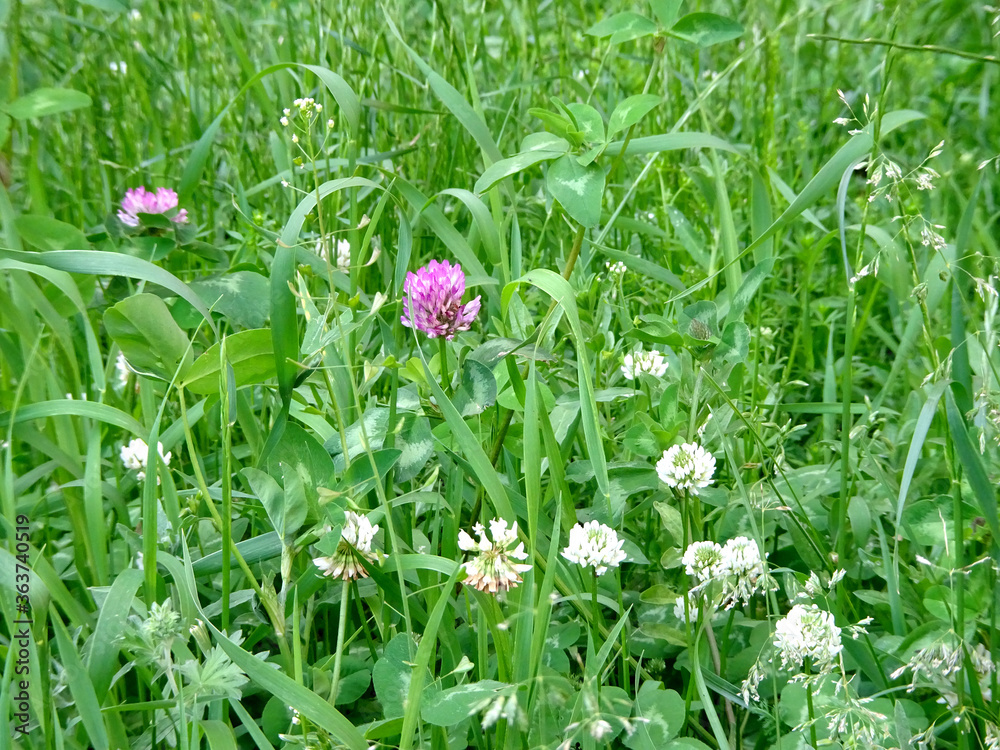 blooming white and red clover on a green lawn on a blurry green background