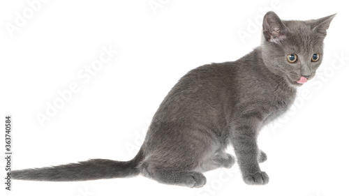 Small gray shorthair kitten sitting isolated