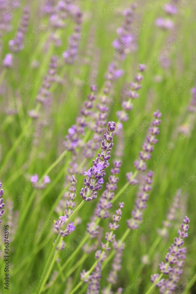 Lavandula angustifolia, Lavender flowers in a herb garden
