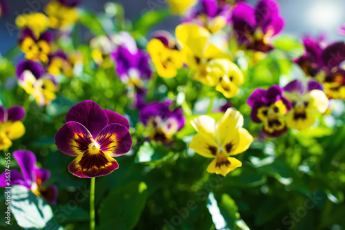 Purple violet flowers close up