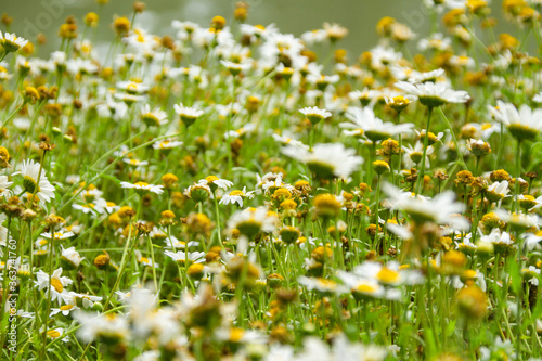 White and yellow Chamomile flower or matricaria flowerbed © HC FOTOSTUDIO
