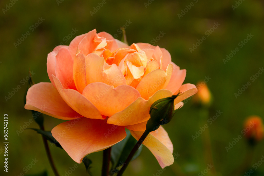 Beautiful orange rose in a garden