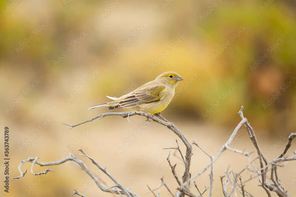Young yellow goldfinch perched on a branch in the field in the Province of Entre Rios, Argentina.. Young yellow goldfinch perched on a branch in the field in the Province of Entre Rios, Argentina..