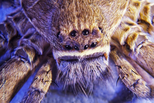 close up spider