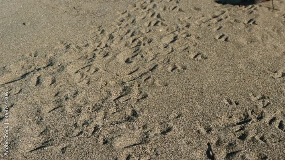 Cricket hops and walk in tracked up sand Cricket hops and walk in tracked up sand
