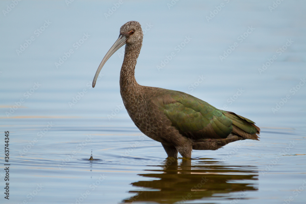 Obraz premium Close up of White-faced Ibis, Plegadis chihi, searching for food in the shallow wetlands of Reta in Buenos Aires.