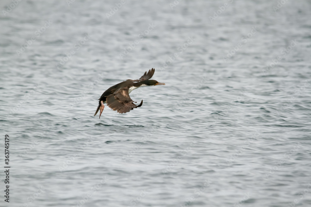 Imperial cormorant landing on the sea in New Gulf. Patagonia Argentina. Imperial cormorant landing on the sea in New Gulf. Patagonia Argentina.