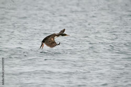 Imperial cormorant landing on the sea in New Gulf. Patagonia Argentina.