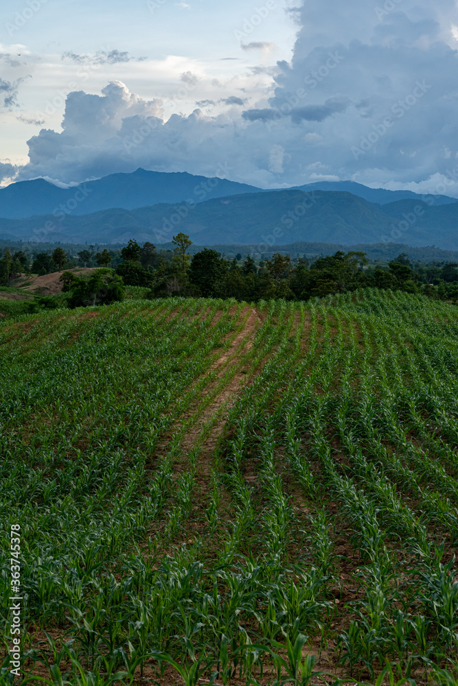 Corn field at dusk, behind the mountains