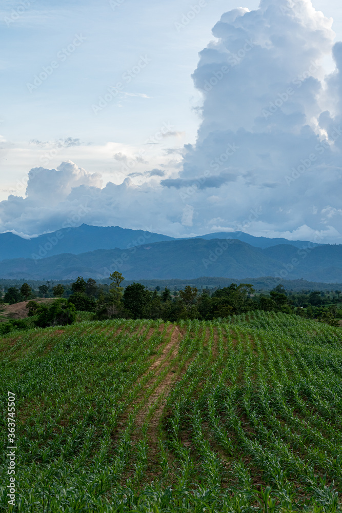 Corn field at dusk, behind the mountains Corn field at dusk, behind the mountains