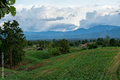 Corn field at dusk  behind the mountains