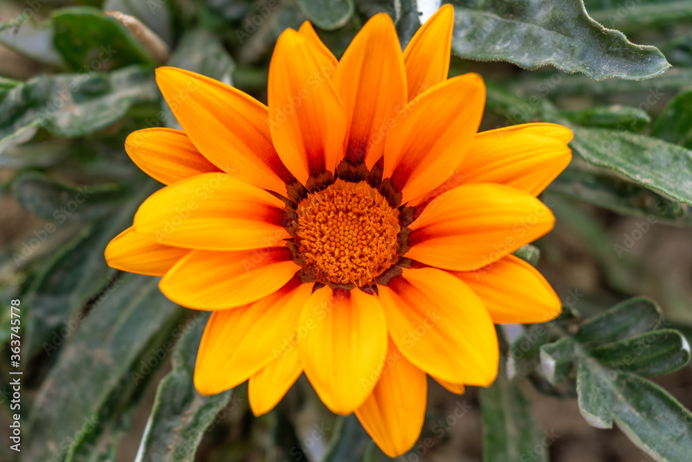 Beautiful Gazania linearis flower bloom in bright day. Beautiful Gazania linearis flower bloom in bright day.