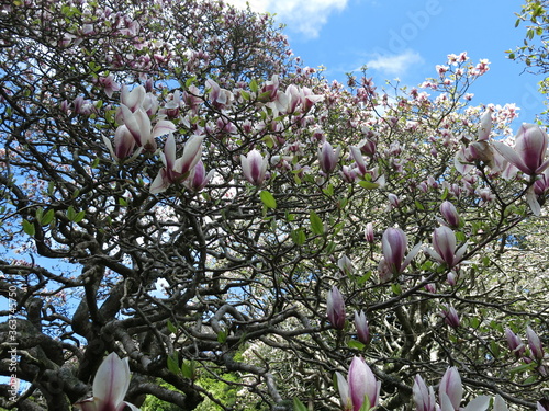 magnolia tree blossom