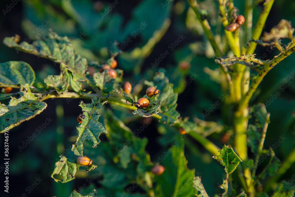 Colorado potato beetle larvae eat potato leaves