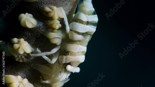 Anker's Whip Coral Shrimp Pontonides ankeri Lembeh 4k 25fps photo