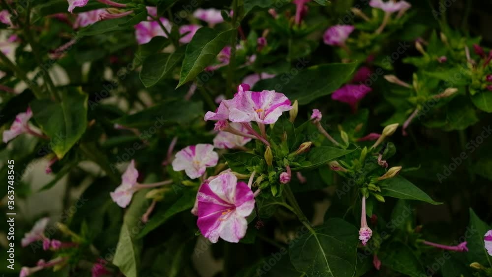 Spring season, pink flower nature. High quality 4k footage Spring season, pink flower nature. High quality 4k footage