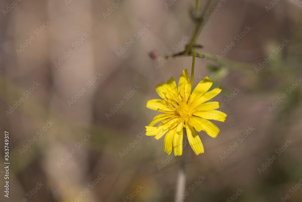 Close-up of the yellow flower, whose Latin name is crepis tectorum. Close-up of the yellow flower, whose Latin name is crepis tectorum.