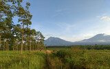 Beautiful Sunday morning at Kalibendo Plantation Banyuwangi Indonesia