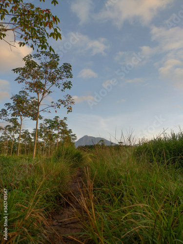 Beautiful Sunday morning at Kalibendo Plantation Banyuwangi Indonesia photo