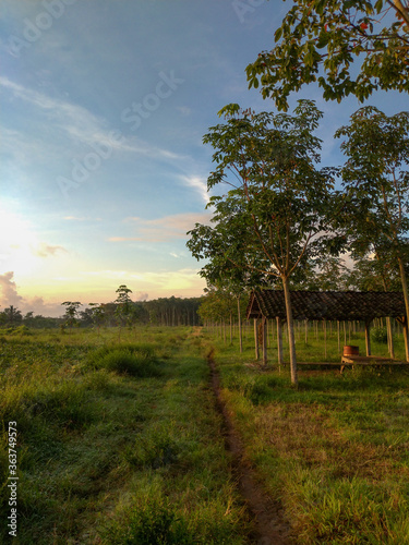 Beautiful morning at Kalibendo Plantation Banyuwangi Indonesia photo