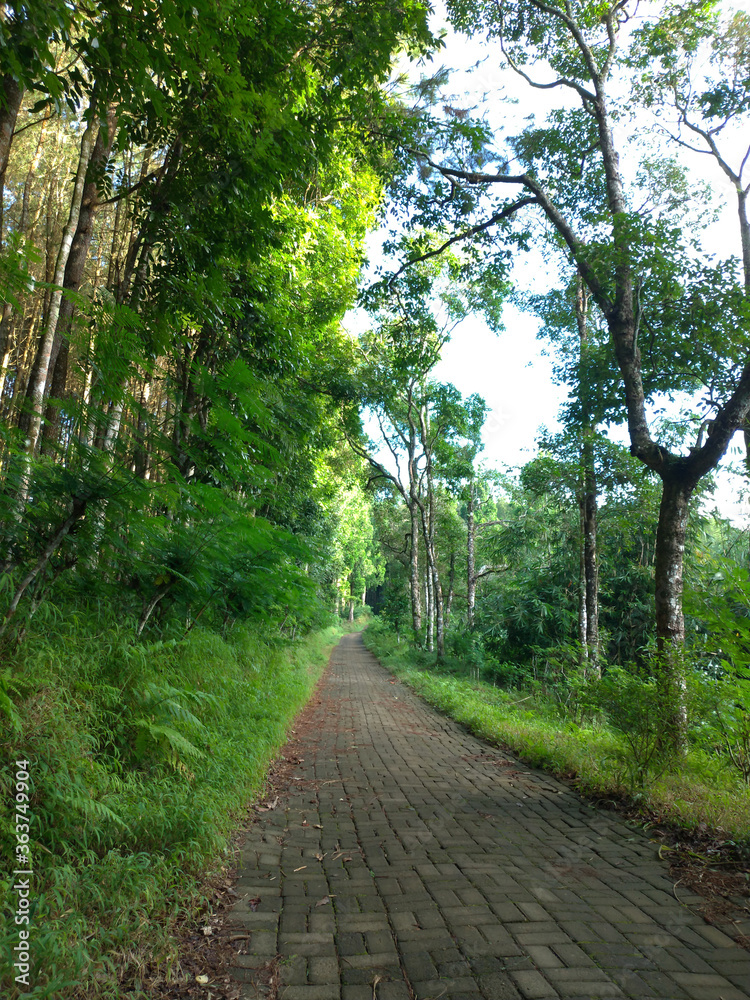 Fototapeta premium Pines Plantation at Sri Wulung Banyuwangi East Java Indonesia