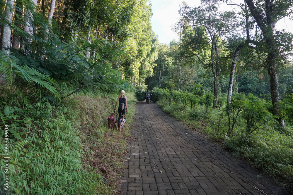 A woman walking with the dogs at Pines Plantation Sri Wulung Banyuwangi East Java Indonesia A woman walking with the dogs at Pines Plantation Sri Wulung Banyuwangi East Java Indonesia