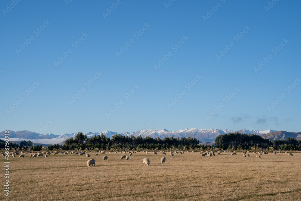 Fototapeta premium Flock of sheep in nature on meadow. Rural farming outdoor in New Zealand.