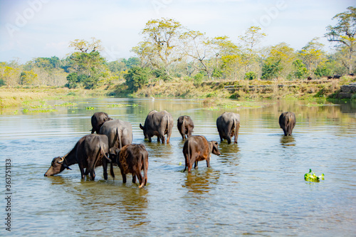 water buffaloes drinking a water