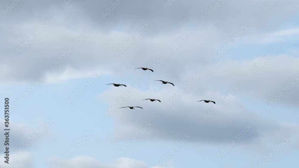 Beautiful slow motion clip of silhouette of 6 Brown Pelicans, Pelecanus occidentalis, soaring left to right under a partly cloudy blue sky in Port Aransas, Texas. Beautiful slow motion clip of silhouette of 6 Brown Pelicans, Pelecanus occidentalis, soaring left to right under a partly cloudy blue sky in Port Aransas, Texas.