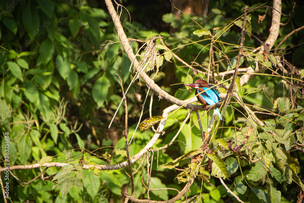 Fototapeta premium blue bird on a bush