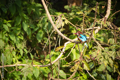 blue bird on a bush