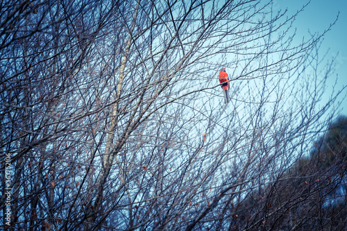 Red bird on a tree with sky background for wallpaper
