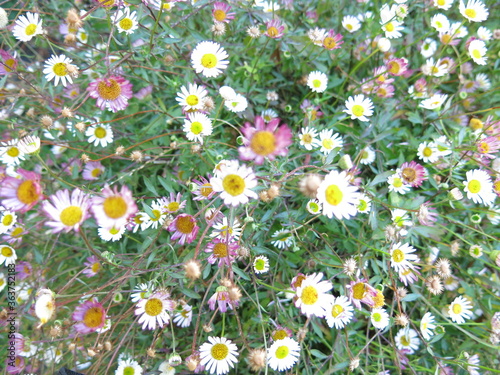 flowers in the bush 