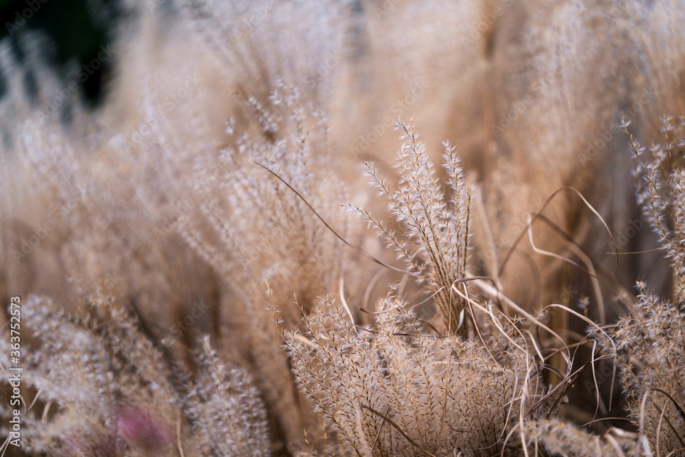 Fototapeta premium Beautiful Abstract Leaves and flowers for wall paper