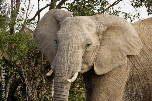 African elephant, Ol Pejeta Conservancy, Kenya