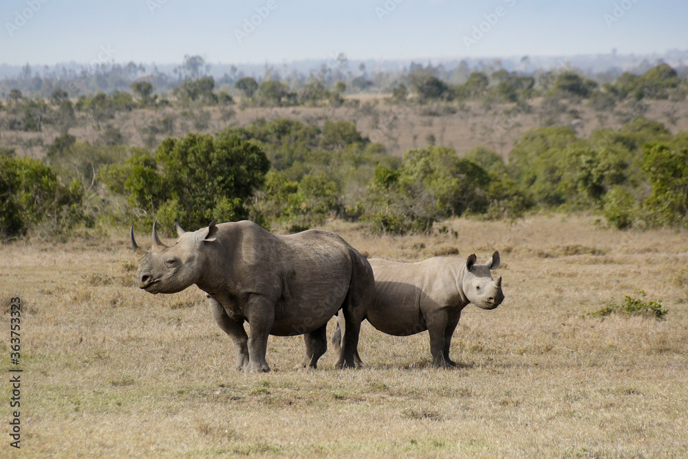 Black rhinoceros and calf, Ol Pejeta Conservancy, Kenya Black rhinoceros and calf, Ol Pejeta Conservancy, Kenya