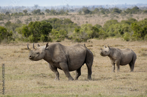 Black rhinoceros and calf  Ol Pejeta Conservancy  Kenya