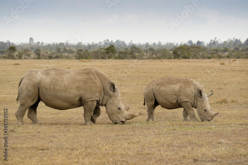 White rhinoceros and calf grazing, Ol Pejeta Conservancy, Kenya