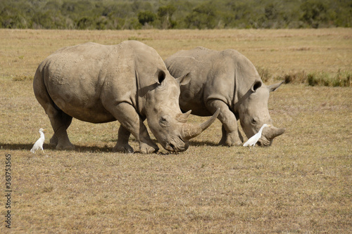 White rhinos grazing, cattle egrets following for insects, Ol Pejeta Conservancy, Kenya