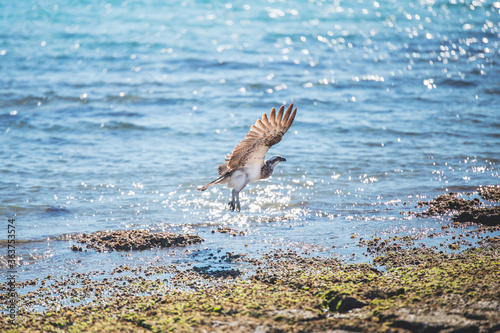 Osprey flying over the sea in Australia