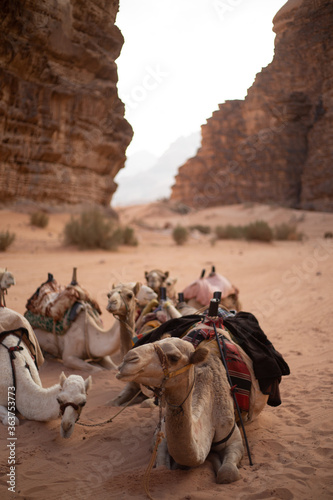Wadi rum camels © Katheryn
