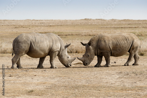 Male white rhinos mock fighting for dominance, Ol Pejeta Conservancy, Kenya