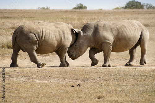 Male white rhinos mock fighting for dominance, Ol Pejeta Conservancy, Kenya